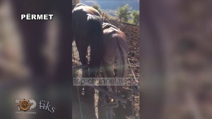 Fiks Fare/Në Përmet toka punohet ende me kafshë