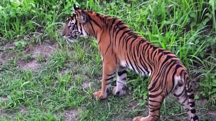 Sumatras Last Tigers