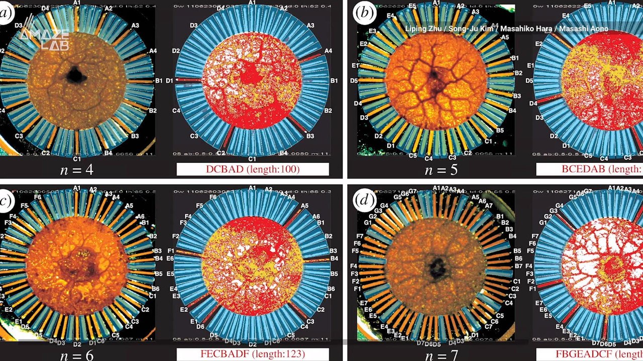 An Amoeba Just Solved a Complex Computing Problem