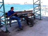 Des lions de mer vraiment pas timides. aux Galapagos