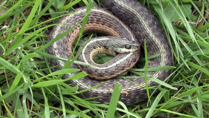 Un serpent se mord lui-même est c'est très bizarre