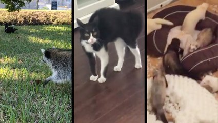 Pets Have Their Quirks, But We Love Them Anyway