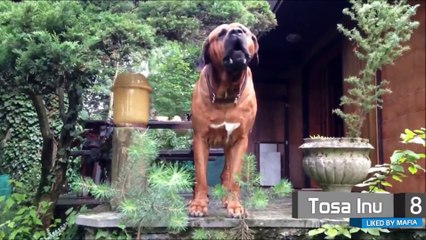 10 Dogs Most Liked by Mafia Gangs