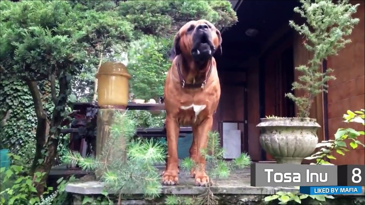 10 Dogs Most Liked by Mafia Gangs