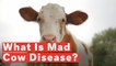 What Is Mad Cow Disease?