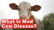 What Is Mad Cow Disease?