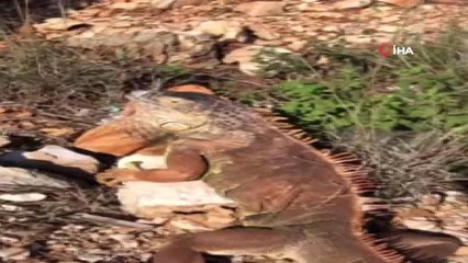 Yol Kenarında Bulunan Dev İguana Koruma Altına Alındı