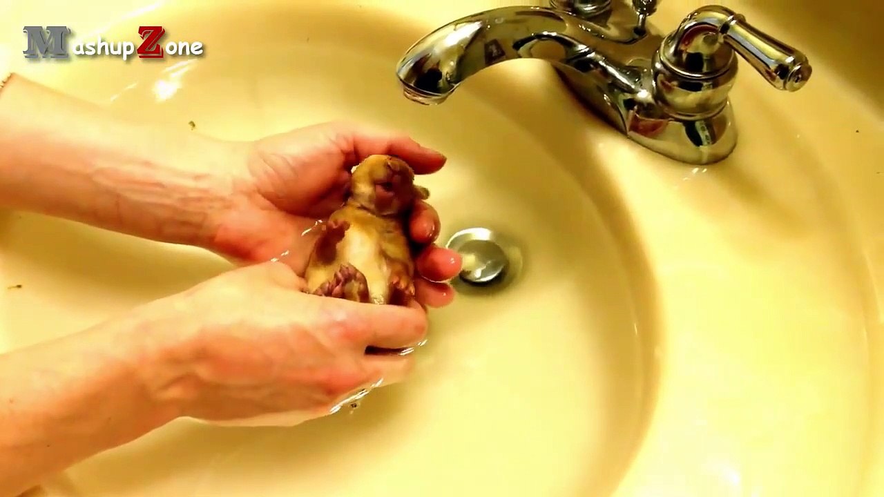 Rabbit - A Funny And Cute Bunny Videos Compilation -- NEW HD