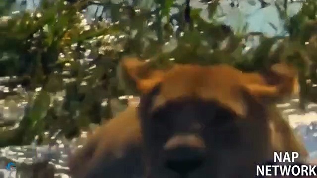 WOW King Buffalo Too Lusty Is Real, Bufalo Attack Lion And Fight Crocodile To Rescue Fellow Creature