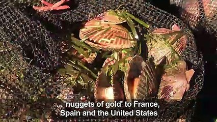 Peruvian scallops keep local economies afloat