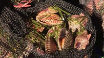 Conchas de abanico o vieiras, las pepitas de oro del mar de Perú