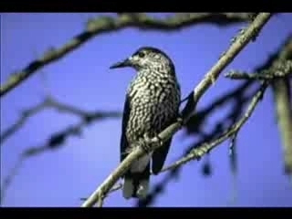 Casse noix moucheté