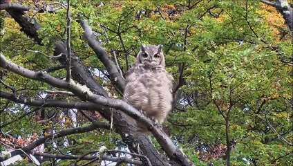 Backyard_Bird_Series|Animals Documentary For Kids|Educational Videos