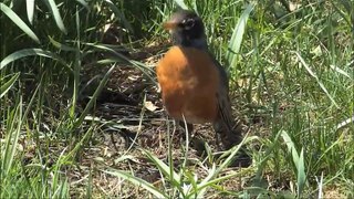 Backyard_Bird_Series|Animals Documentary For Kids|Educational Videos