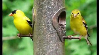 Backyard_Bird_Series|Animals Documentary For Kids|Educational Videos