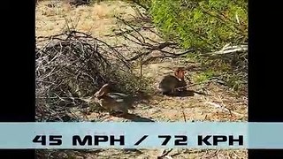 _Fastest_Runners_in_the_Animal_Kingdom|Animals Documentary For Kids|Educational Videos