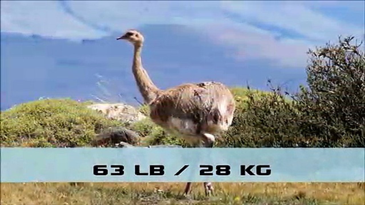 _World's_Biggest_Birds|Animals Documentary For Kids|Educational Videos