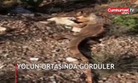 Yolun ortasında görenler şoke oldu