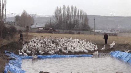Hayalindeki Çiftliği Çocukları İçin Aldığı Kazlarla Kurdu