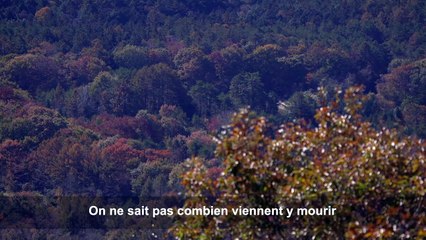 Japon: le gardien de la "forêt du suicide" combat sa réputation