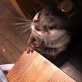 Écoutez l'adorable son que cette loutre fait quand elle mange