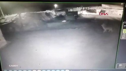 Köye inen aç kurtlar, 2 köpeği telef etti