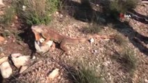 Bodrum'da Başıboş Gezerken Bulunan İguananın Nereden Geldiği Sırrını Koruyor
