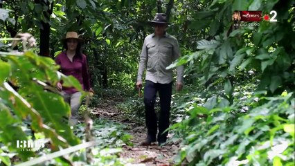 Mexique : l'un des plus anciens cacaos de la planète sauvé par un maître-chocolatier français