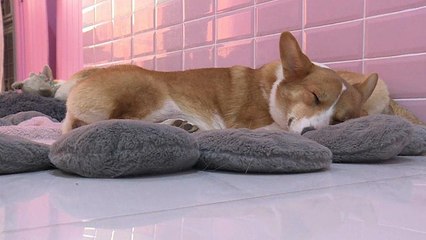 شاهد: مقهى مخصص لـ"كلاب العمل" في شانغهاي الصينية