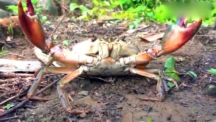 Cambodian wilderness food, eat crabs with squid, netizen see this operation for the first time