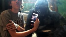 La réaction de ce gorille à qui on montre des photos de gorille est mythique
