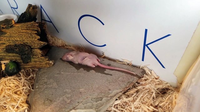 My Eastern Hognose Snake Eats a Mouse!