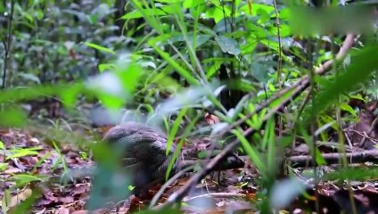 Wilderness food, catching two chickens in the forest, cooking will be more fragrant