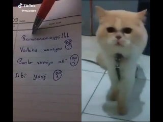 Ufak Ufak Türkçeyi Söken Kedicik