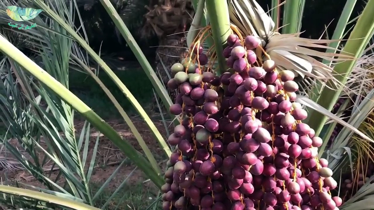 أربع أشياء نزلت من الجنة إلى الأرض مع آدم عليه السلام ولازالت موجودة إلى اليوم فهل تعرف أين هي الآن؟