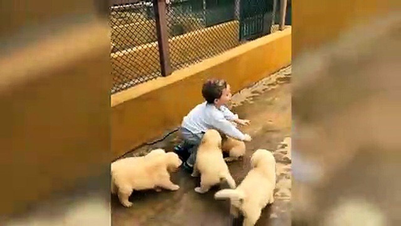 Un gamin joue avec une meute de chiots