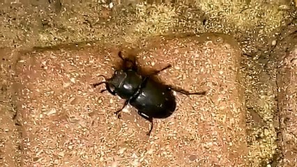 Large female stag beetle