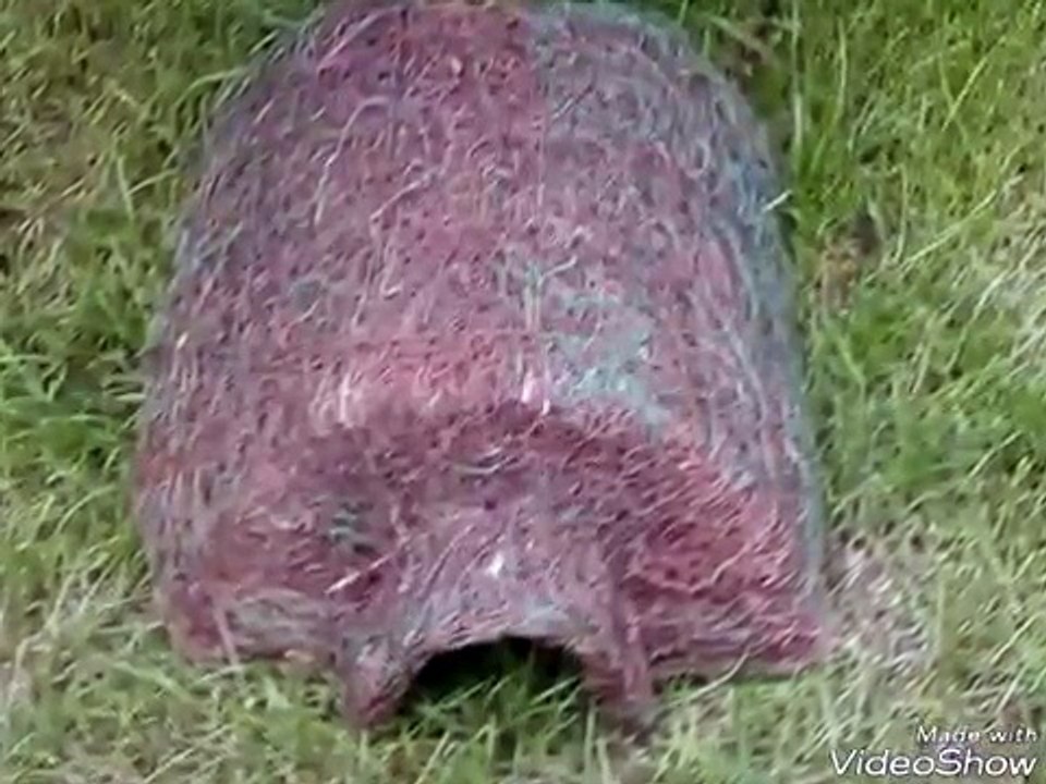 Long hedgehog house