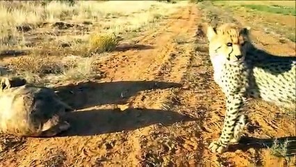 Cheetah is Helpless When Confronted With Huge Turtle