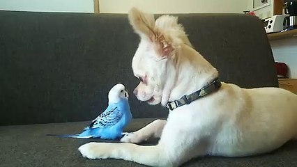 Chihuahua and Parakeet.. What They're Talking About ??
