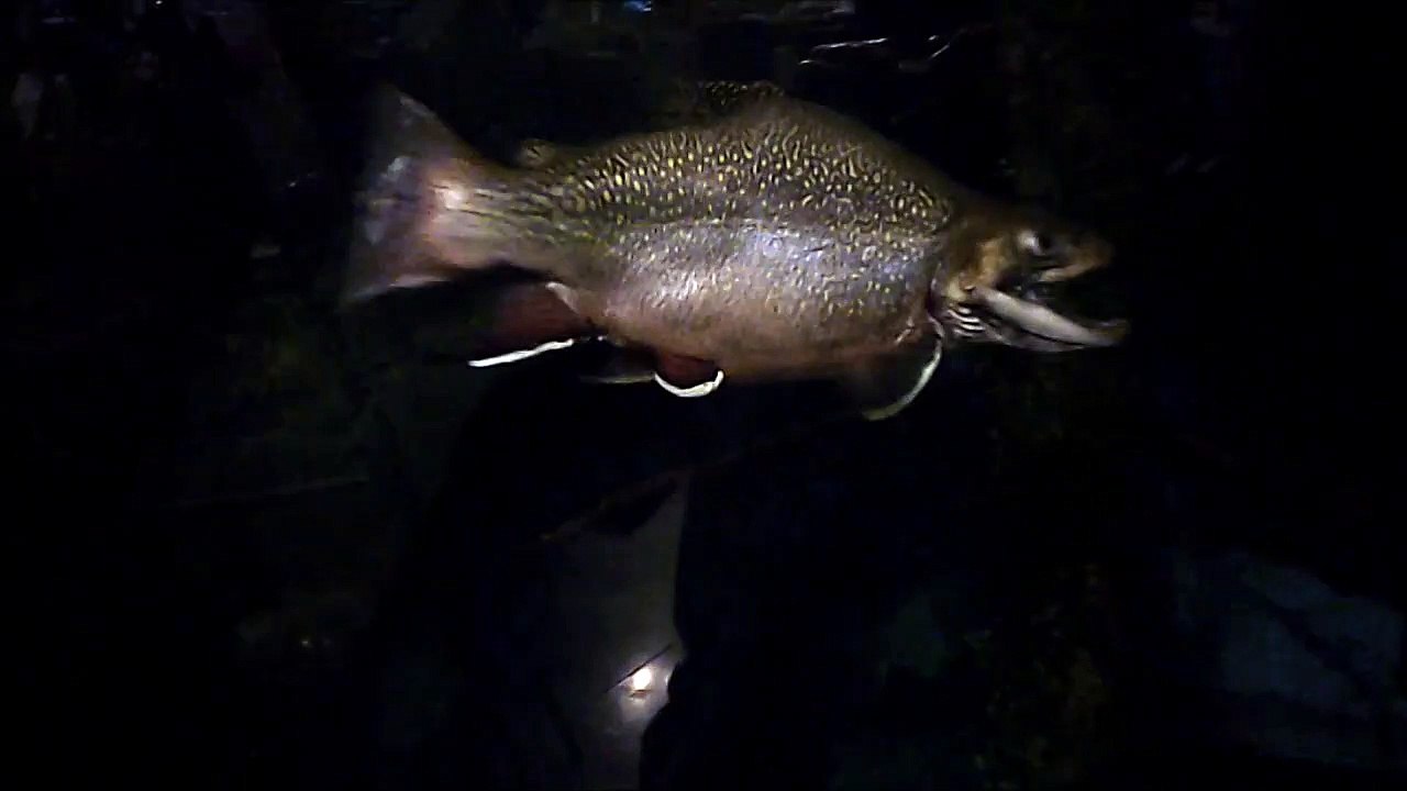 SLOW MOTION 77.FISHING THE DREAM.BIG ONES.SALMON.