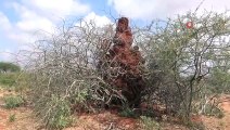 - Somali’de 4 metrelik termit gökdelenleri görenleri şaşırtıyor