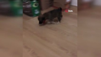 Minik Kangal'ın Beyin Ameliyatı 3 Saat Sürdü