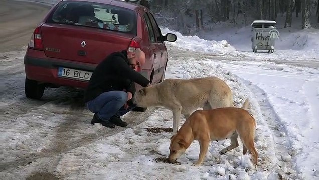 Öğretmen ve öğrencilerden sokak köpeklerine mama desteği - KÜTAHYA