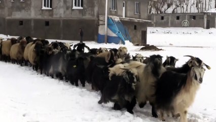 Besicilerin kara kışta zorlu mesaisi (1) - BİTLİS