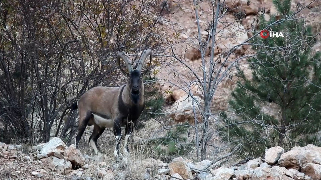 Gümüşhane dağlarının süsü yaban keçilerinin her hali kamerada