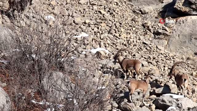Gümüşhane Dağlarının Süsü Yaban Keçilerinin Her Hali Kamerada