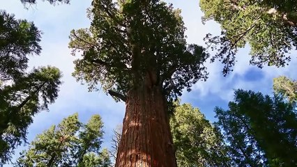 Amazing Species That Were Recently Discovered