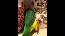 Funny Parrots and Cute Birds Compilation #20 - 2018