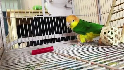 Funny Parrots and Cute Birds Compilation #22 - 2018